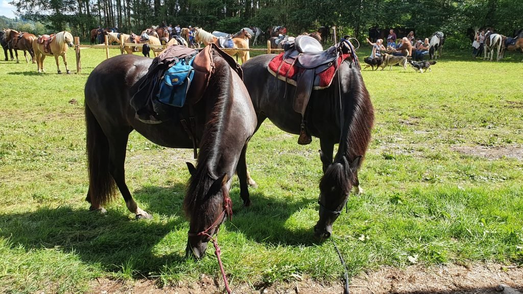 zwei Pferde mit OKIE Hufschutz auf einer Wiese