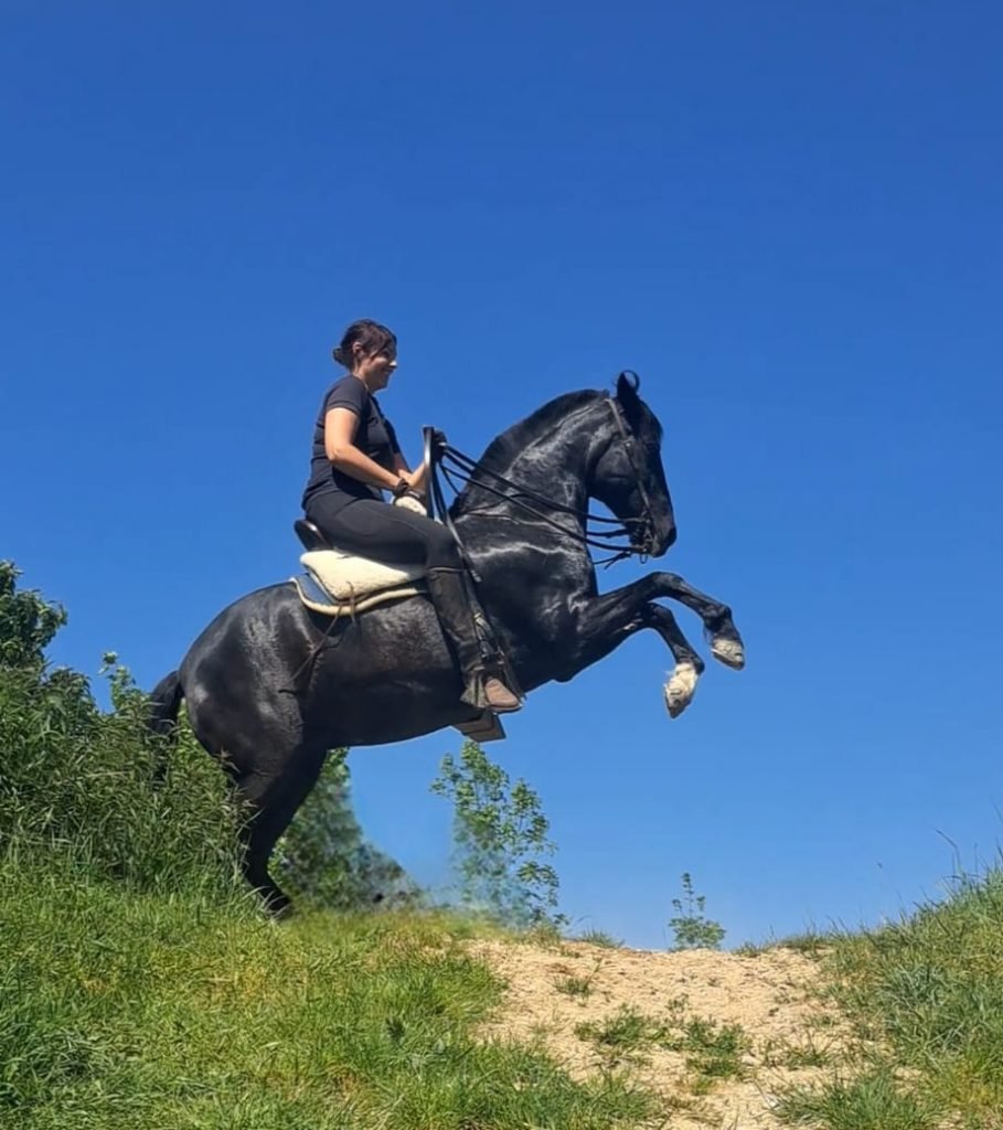 OKIE steigt unter dem Reiter mit OKIE Hufschutz