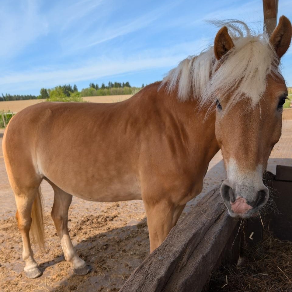 Haflinger auf OKIE Hufschutz als Klebebeschlag auf jedem Untergrund sicher.
